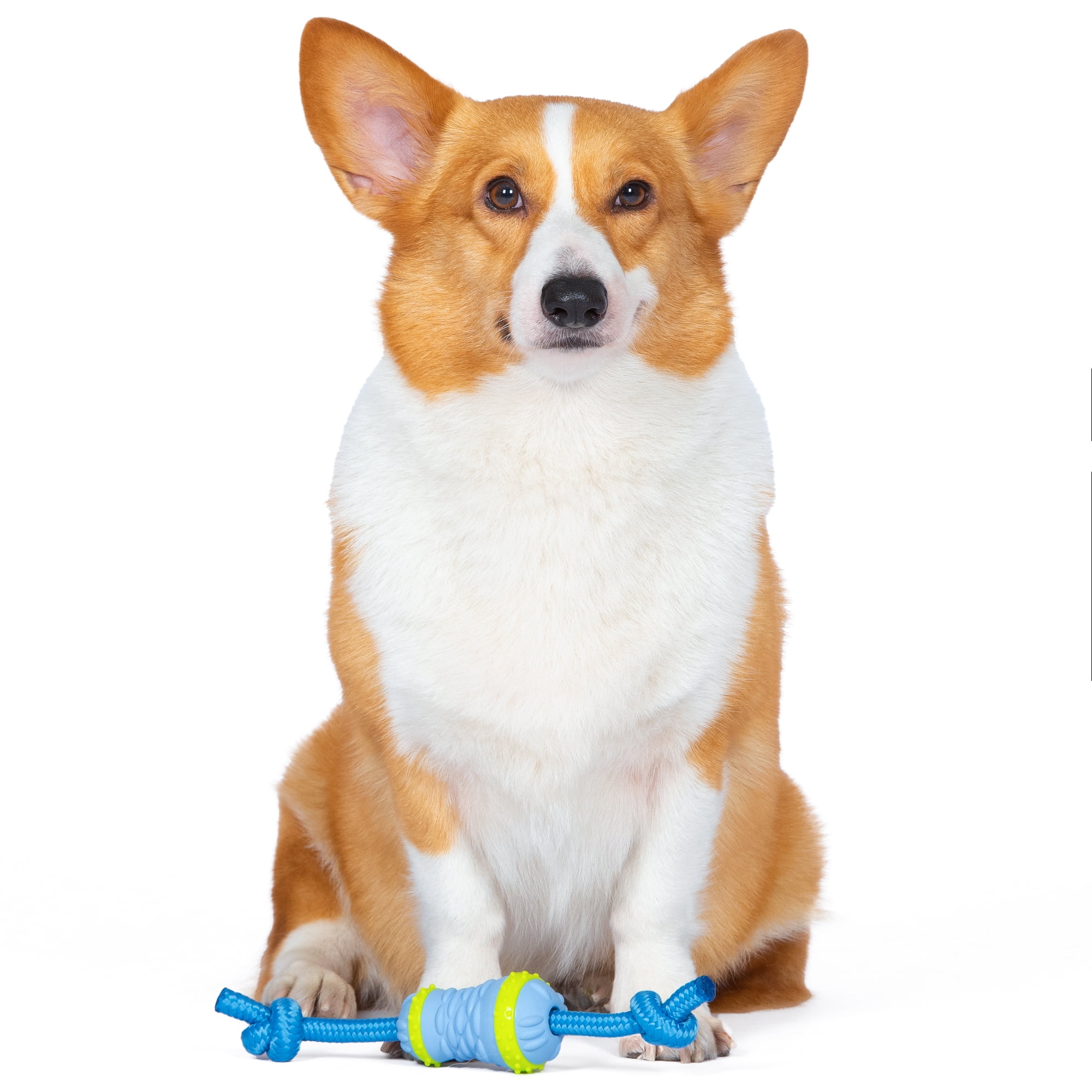 Arm & Hammer Scrubbies Throw N' Tug Adult Dental Dog Chew Toy Small