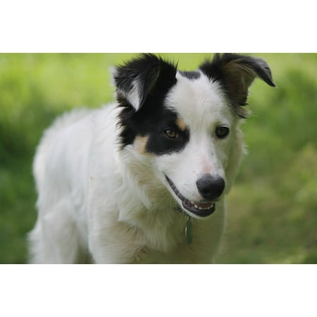 Canvas Print Sheepdog Shepherd Collie Dog White Border Collie