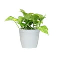 thumbnail image 6 of Brighter Blooms - Golden Pothos, 6 inch - No Shipping To AK, AZ, HI, 6 of 6
