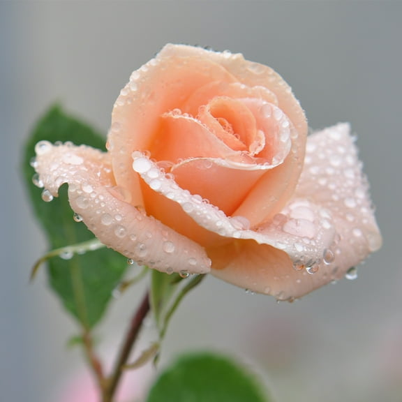 Heirloom Roses Rose Bush - Folksinger Hardy , Live Rose Plant