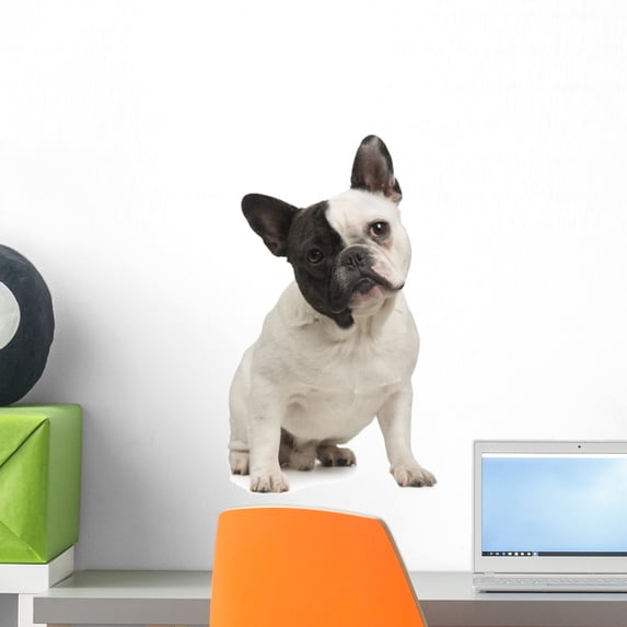 French Bulldog 18 Months Wall Decal Sticker, Wallmonkeys Peel & Stick Vinyl Graphic (18 in H x 11 in W)