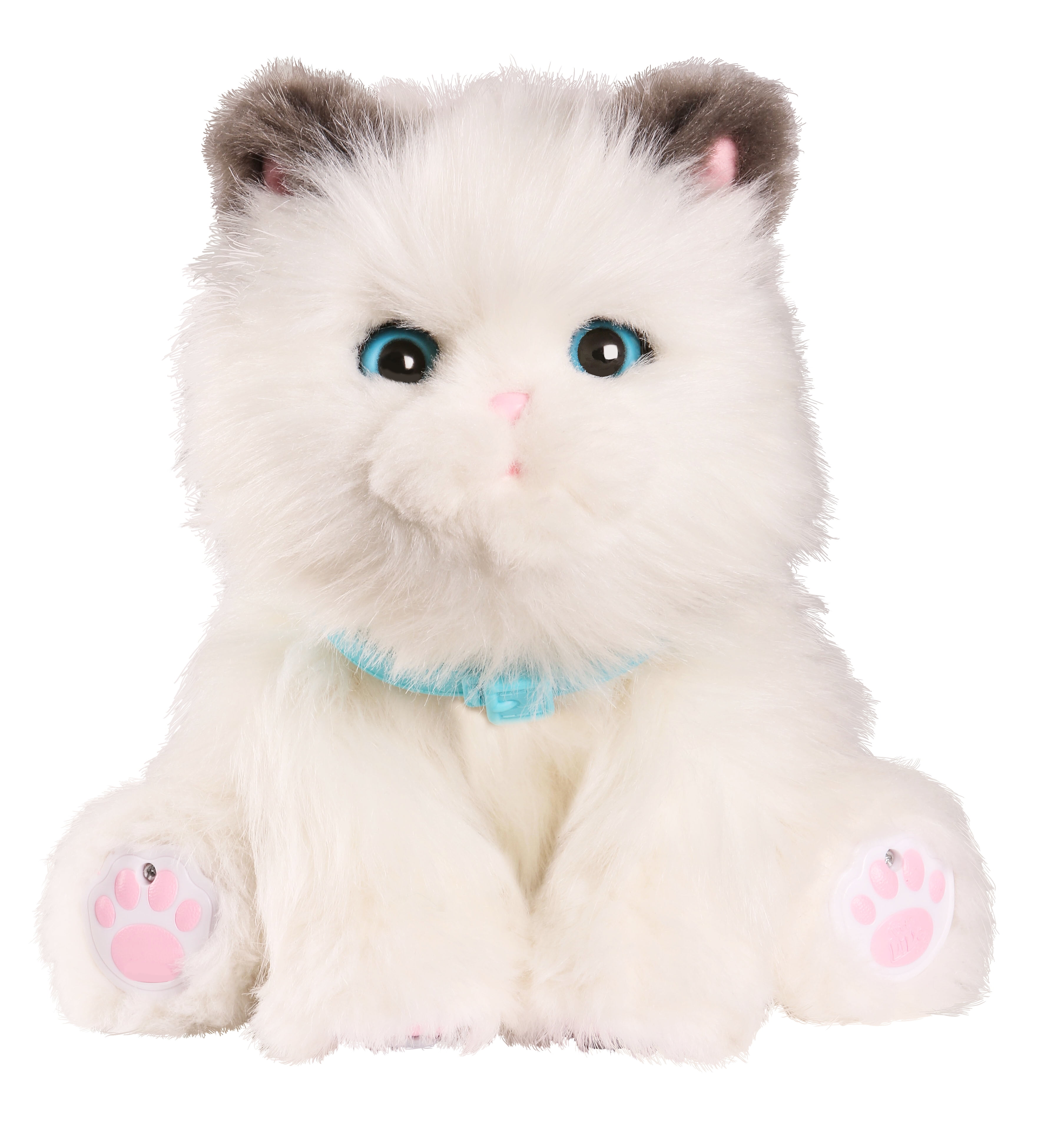 my dream kitten
