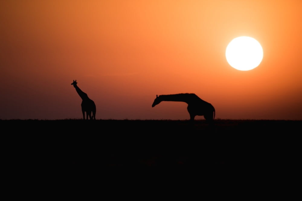 Two Maasai Giraffe