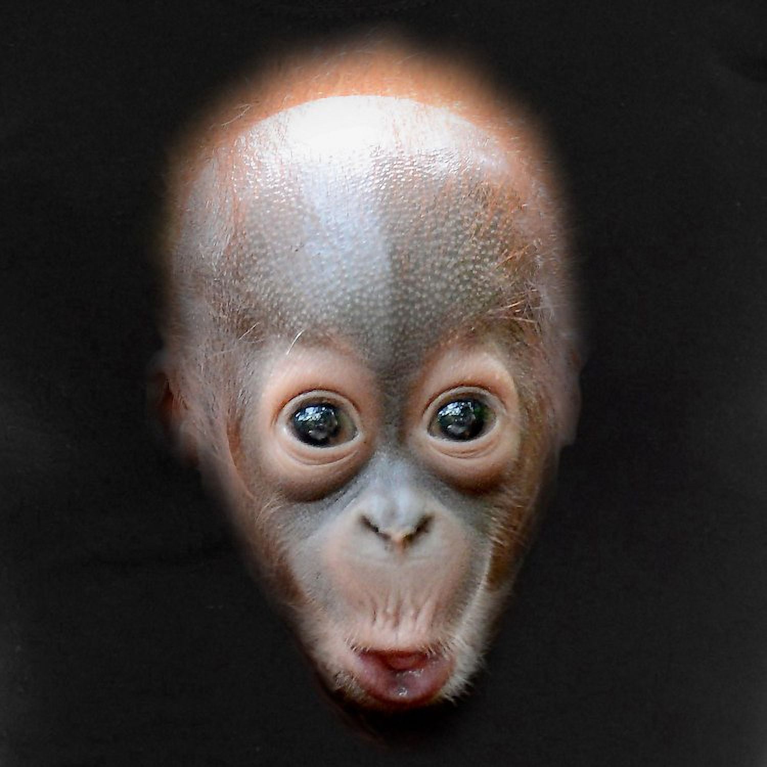 Orangutan pajamas hot sale