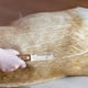 thumbnail image 4 of Manera de madera PET PEAR CHEDTING Cepillo de acero inoxidable Removedor de acero portátil Herramienta de remoción Belleza interior al aire libre Viaje derecho Scienceny PT001729-02B, 4 of 7