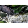 thumbnail image 2 of Engelbrecht, Jim 18x13 Black Ornate Wood Framed with Double Matting Museum Art Print Titled - Black Bear-Salmon run-Anan Creek-Wrangell-Alaska-USA, 2 of 4
