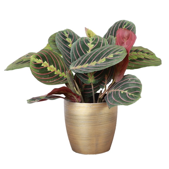 Live Red Prayer Plant - Pet Safe - 4" Decorative Pot Cover - Thorsen's Greenhouse