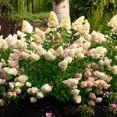thumbnail image 4 of Dragon Baby&trade; Hardy Hydrangea, 4 of 8
