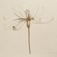 thumbnail image 3 of Tillmon, Avery 20x20 Black Modern Framed Museum Art Print Titled - Modern Vintage Floral III, 3 of 5