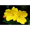 thumbnail image 2 of 110 seeds| EveningPrimrose seeds, - Authentic Seeds ~ GMO Free ~Seeds~Flower seeds~ Vegetable seeds~ Asian Garden~ Flowers~Herbs B5G1 #6010, 2 of 5
