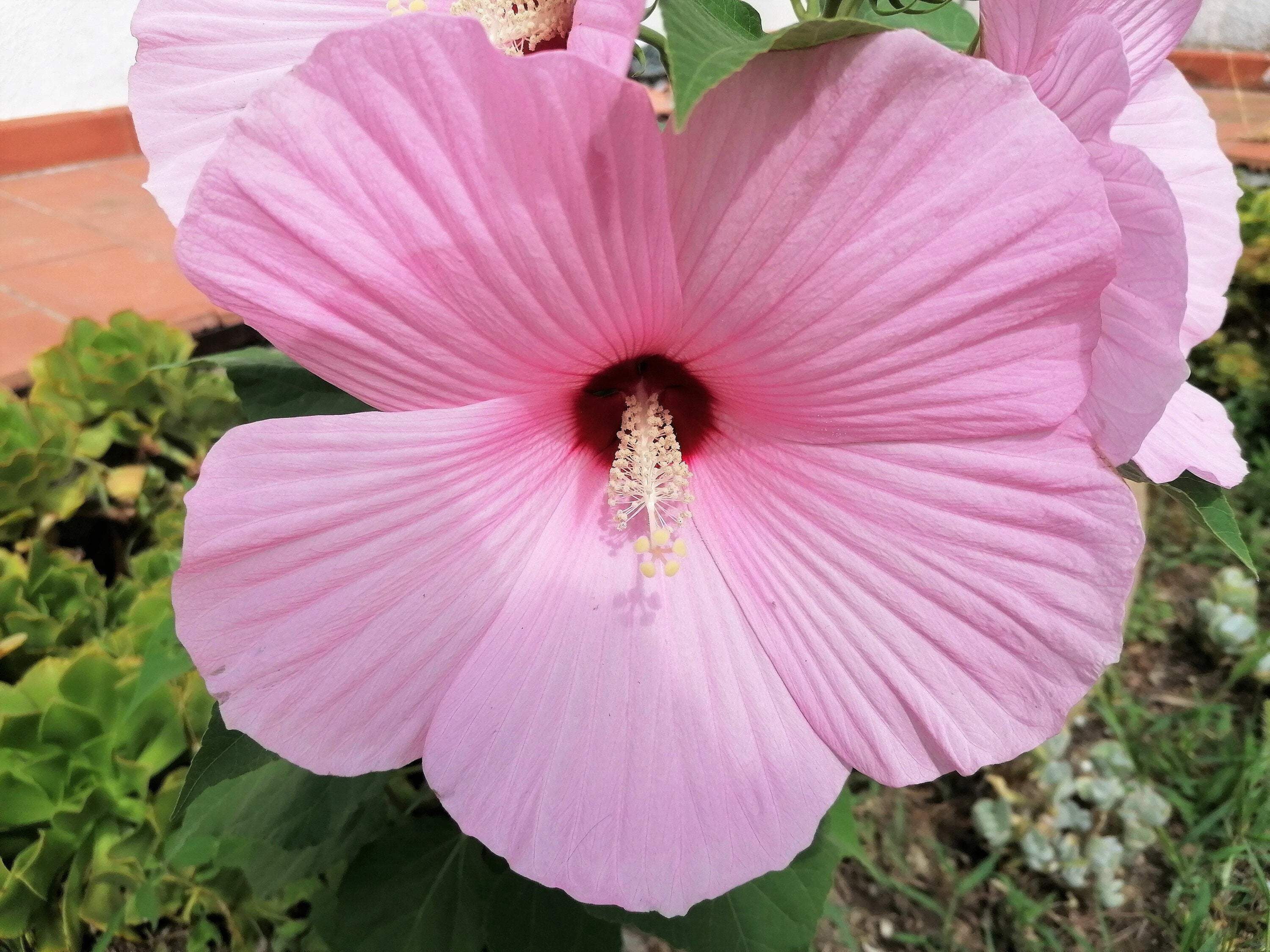 Light Pink Hibiscus Moscheutos var. Palustris Hardy Flower Seeds