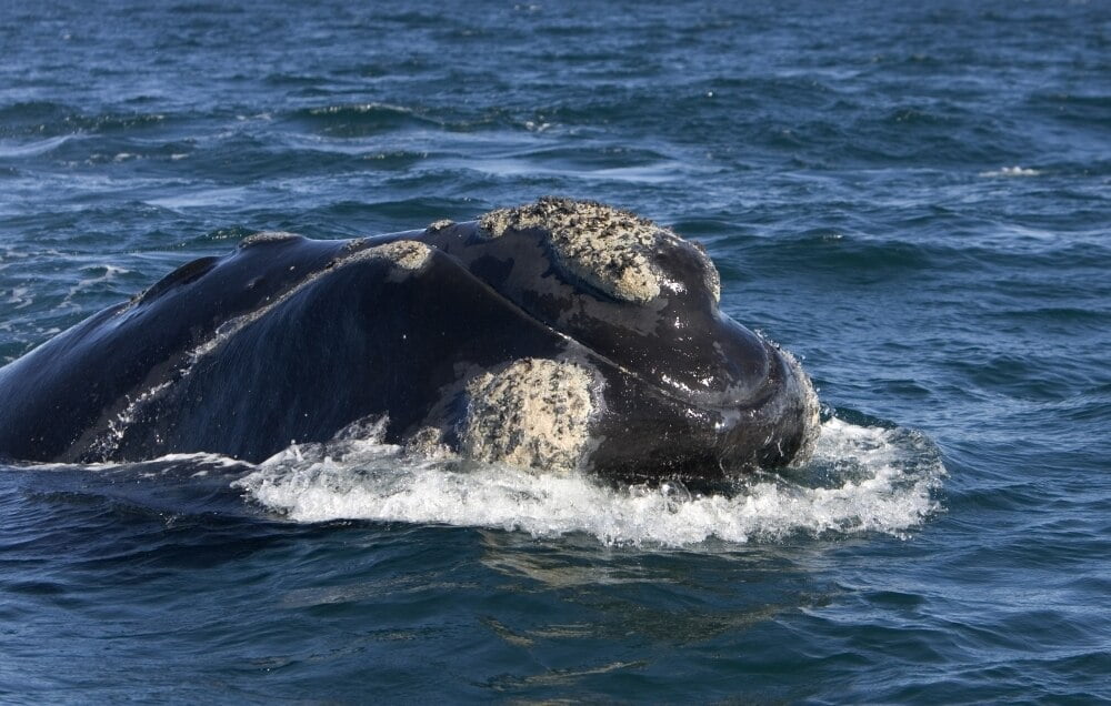 Head Of A Southern Right Whale Showing Line Of The Mouth And 