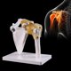 thumbnail image 1 of Esqueleto de anatomía humana de tamaño real anatómico funcional, articulación del hombro, modelo de músculo óseo para herramienta de estudio de enseñanza, 1 of 5