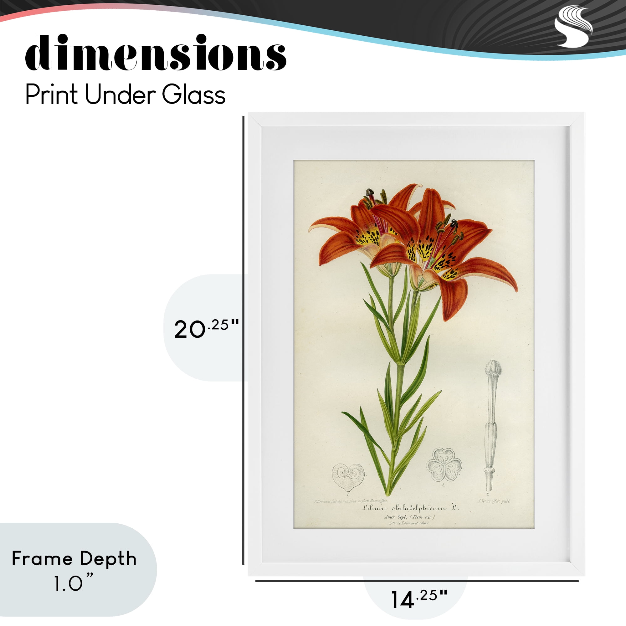Stupell Industries Western Red Lily White Framed Print Under Glass, design by Print Collection