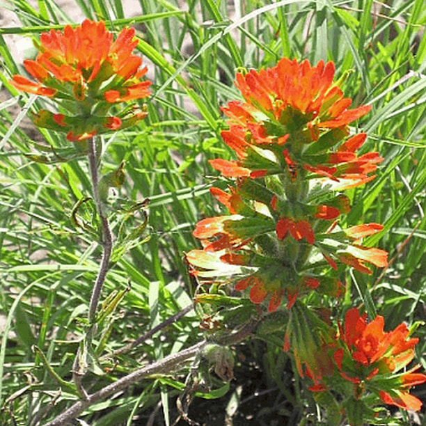 Everwilde Farms - 1 Lb Indian Paintbrush Native Wildflower Seeds - Gold