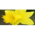 thumbnail image 4 of Daffodil, Bulb (20 Pack) Dutch Master, Yellow Perennial Daffodil Bulbs, Yellow Flowers, 4 of 4
