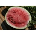 thumbnail image 5 of Plant Good Seed Sweet Dakota Rose Watermelon Seeds: Full Sun Heirloom Annual, Fast Growing Organic, 5 of 6
