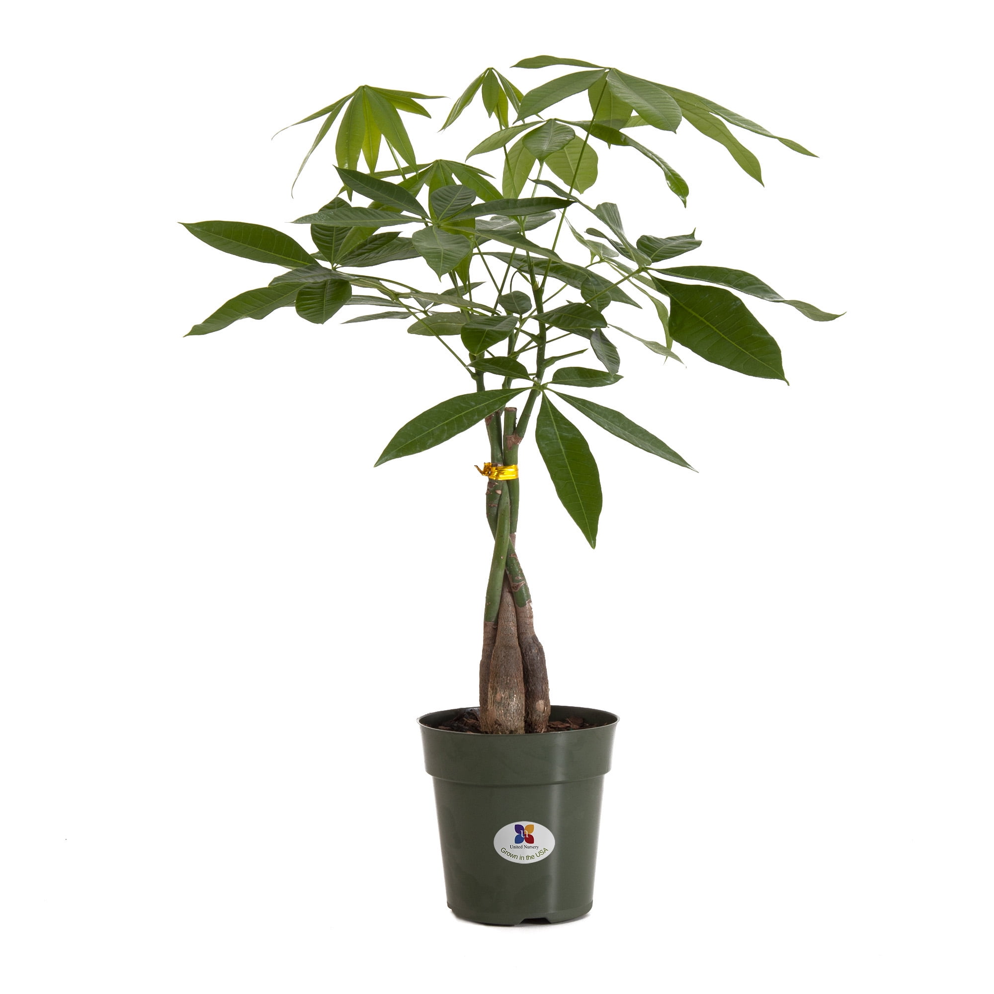 pachira braided money tree