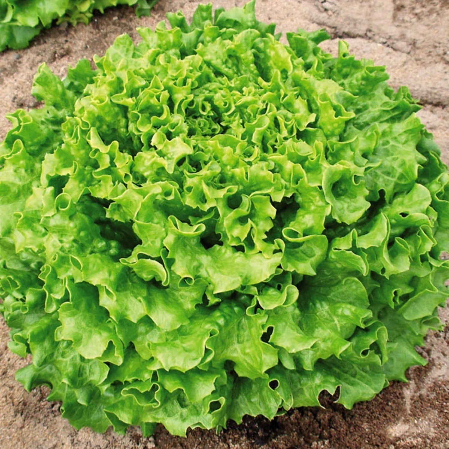 Lettuce Muir MTO Organic Seed