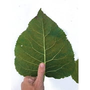 Hybrid Poplar Tree Starts - 3 pack