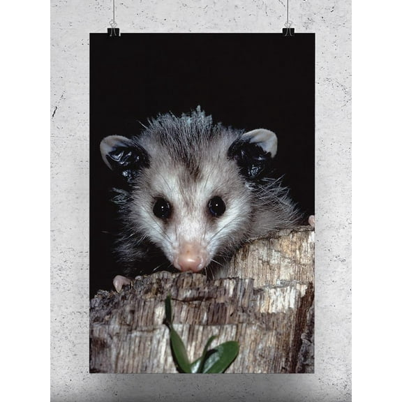 North American Opossum Poster - Image by Shutterstock,