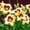 D, variant on Daylily Bulbs, Mixed Hemerocallis Bare Root Plants, Perennial Flower Roots for Garden Beds, Borders, Patio Containers