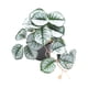 thumbnail image 4 of Yuarrent Plantas artificiales vibrantes para terrarios - Ilumina el espacio habitable Plantas de jardín Balcón artificial Hoja de lira Type2 NO2, 4 of 6