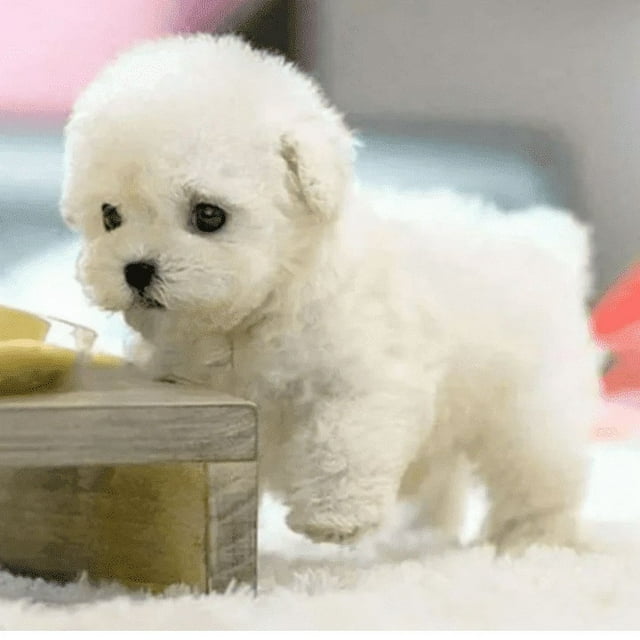 EASTIN Milow - My Realistic Robot Puppy Milow Robot Puppy Milow Realistic Robot Puppy Milow the Robot Dog Milo Robotics Puppy Plush Teddy Toy Puppy - Walking Barking Acts Like a Re