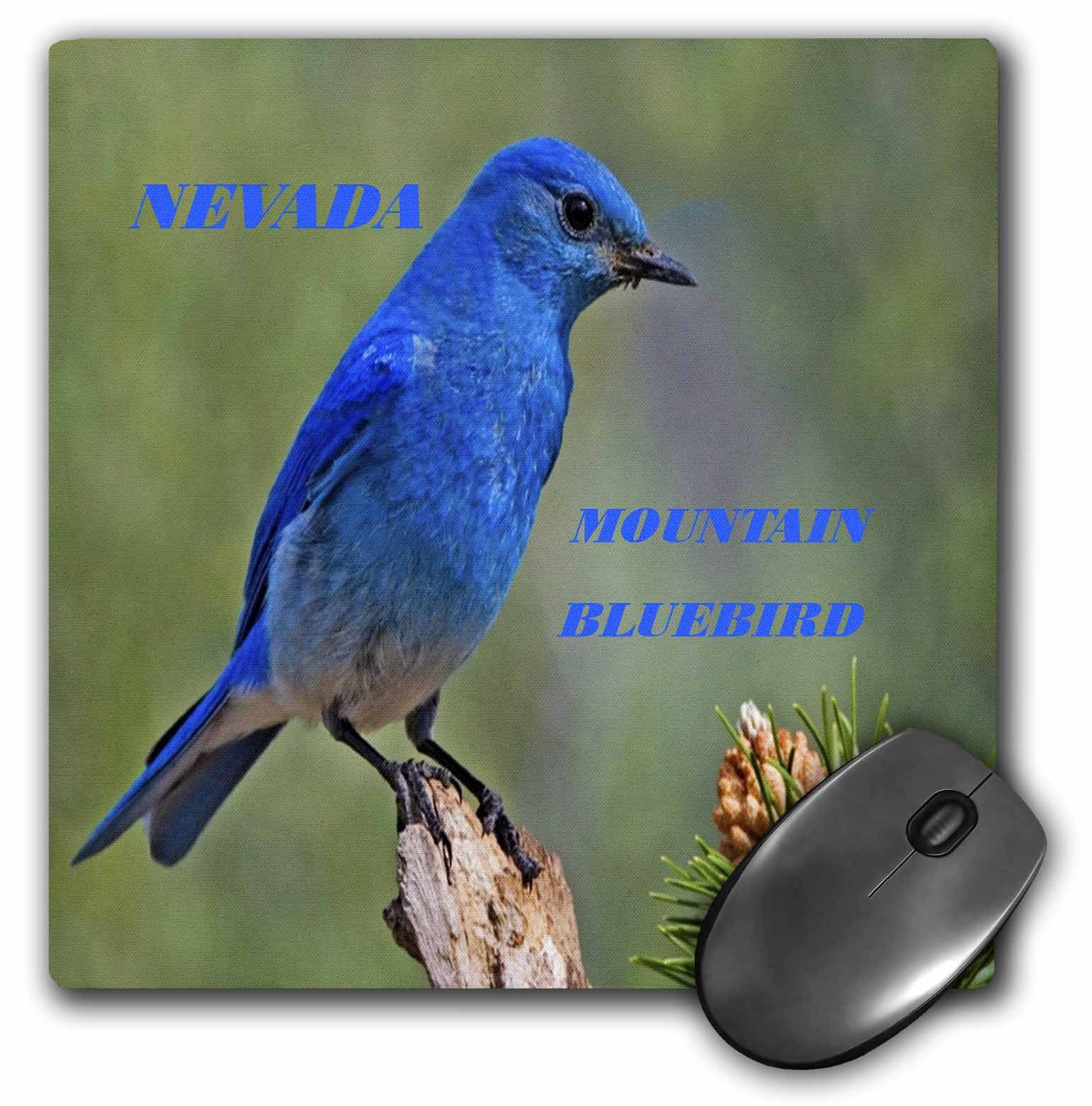 3dRose State Bird Of Nevada Mountain Bluebird, Mouse Pad, 8 by 8 inches ...