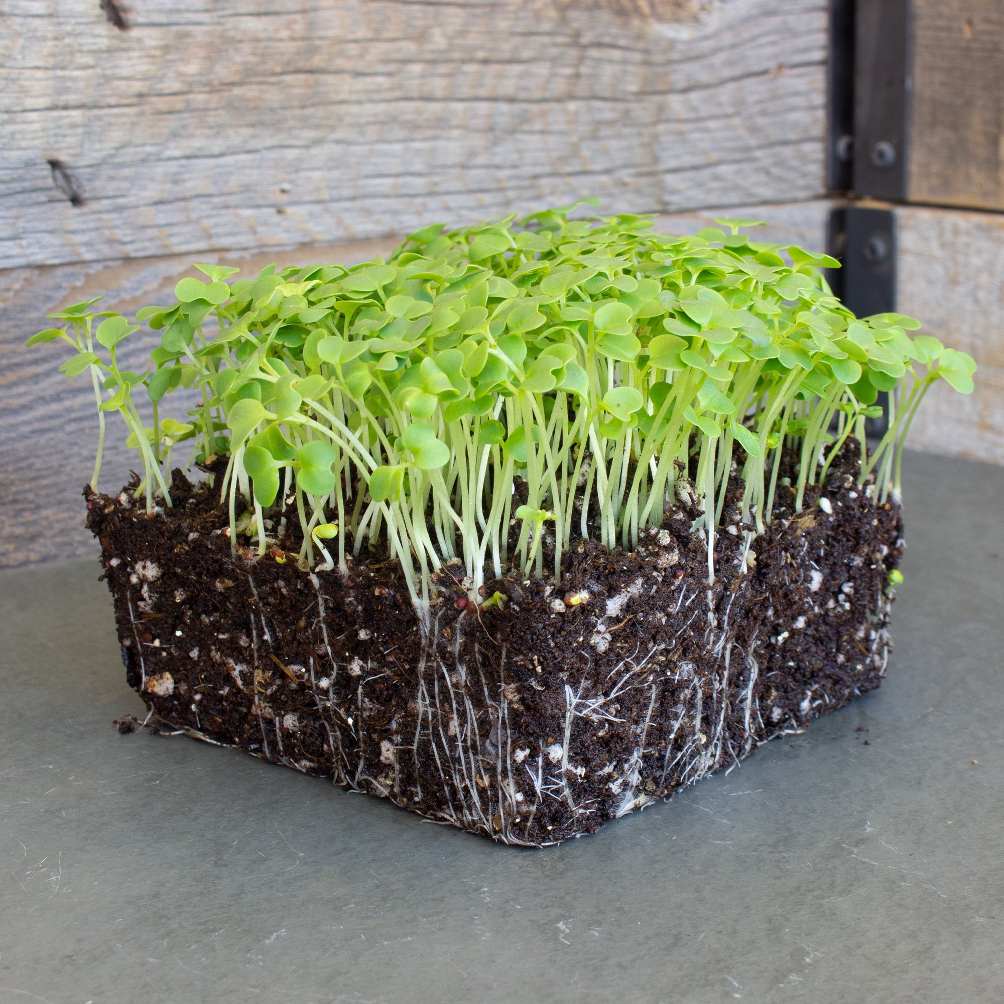 Green Mustard Microgreens Seeds - 5 Lb Bulk ~960,000 Seeds - Grow Non-GMO Micro Mustard Herb Greens - Premium Seeds - High Germination Rate