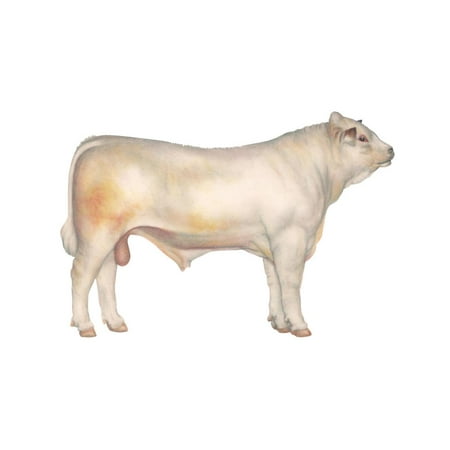 Charolais Bull, Beef Cattle, Mammals Print Wall Art By Encyclopaedia