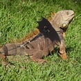 thumbnail image 4 of SHINYPASING 2 Ensembles Harnais Dragon Barbu Multi-Usage pour Reptiles, 4 of 6