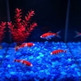 thumbnail image 4 of 5-9mm Glow In The Dark Pebbles 100 Pcs, Luminous Fluorescent Stones Aquarium Substrate, Glowing Gravel Vase Decor for Gardening Fish Tank, 4 of 6