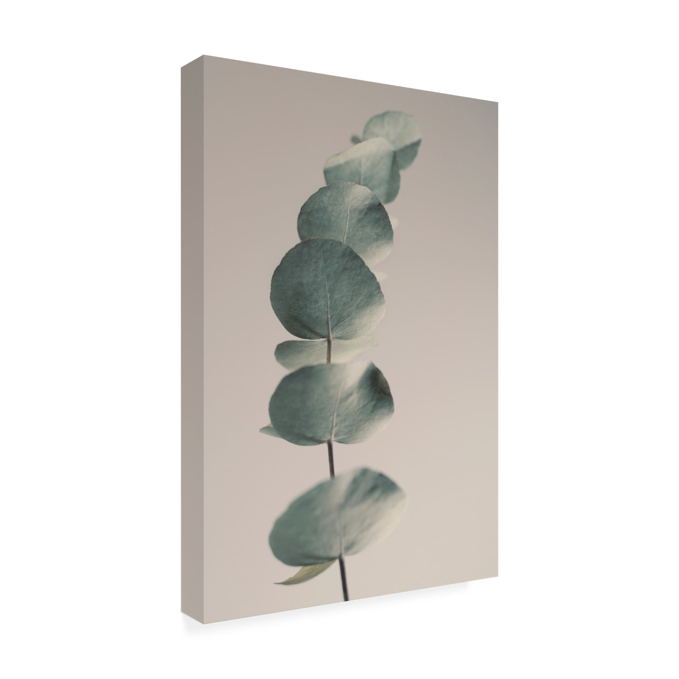 Canvas Wall Art - Heidi Westum 'Fragrant Leaves Ll' Wall Art for Living Room, Bedroom, or Office Décor by Trademark Fine Art - 16 x 24 Inches