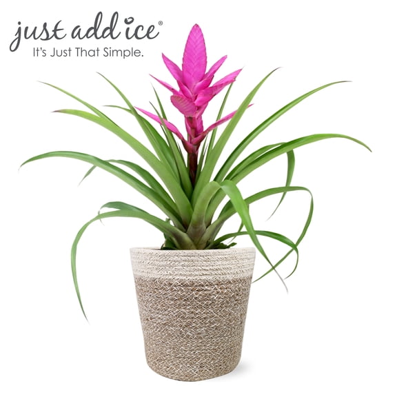Just Add Ice 15" Tall Pink Antonio Bromeliad Live Plant in 5" Moss Topped Cream Jute Pot, House Plant