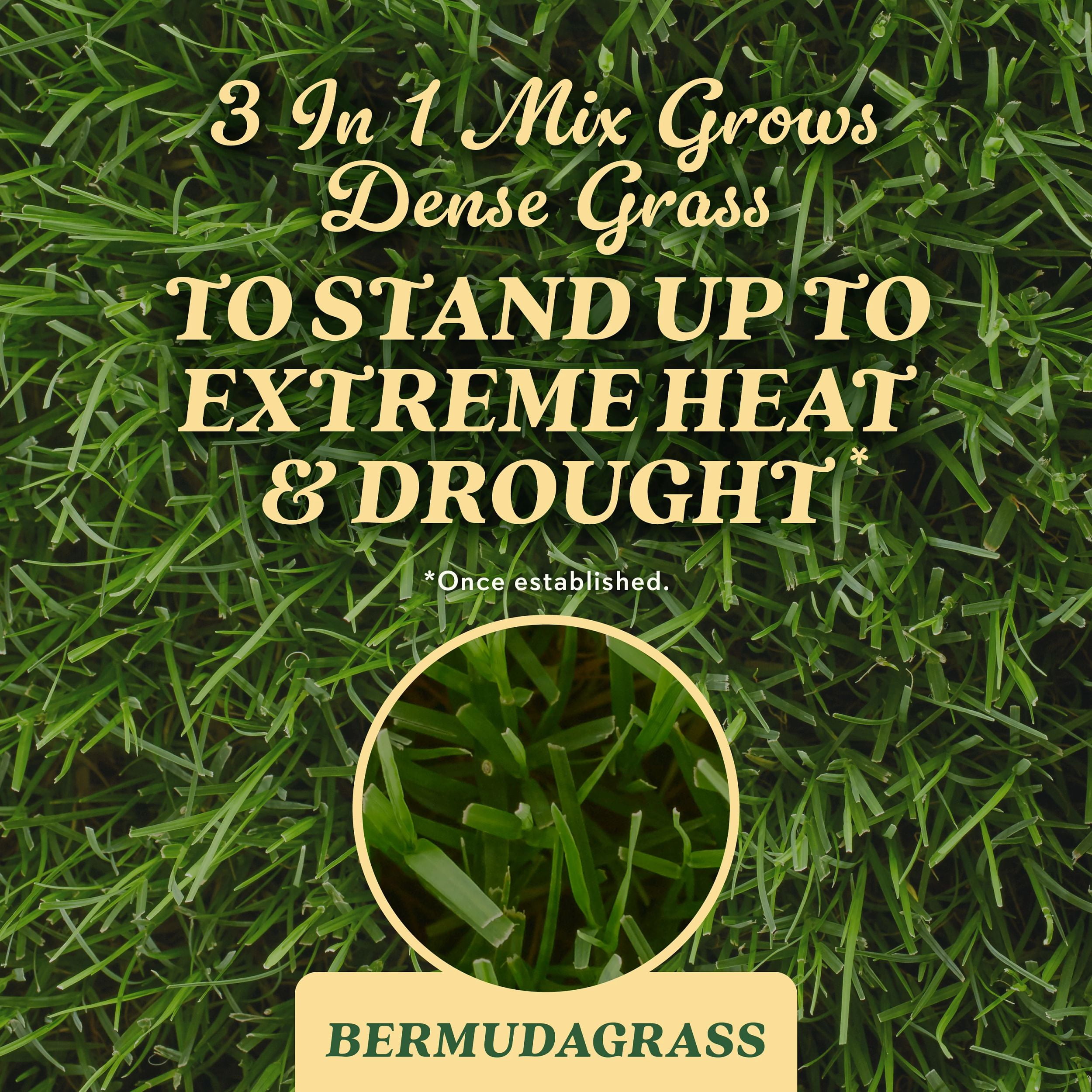 O.M. Scott and Sons Bermudagrass Grass Seed, Contains Fertilizer, 5 lbs.