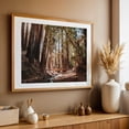 thumbnail image 5 of Sunlight through the Redwoods - California Photography Forest Nature Woodland Scenic Woods Autumn Bridge Unframed Wall Art Print 20 x 28 inches, 5 of 7