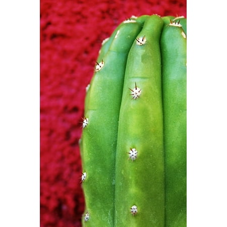 LAMINATED POSTER Cactus Entheogens Green Texture San Pedro Plants Poster Print 24 x (Best Way To Prepare San Pedro Cactus)