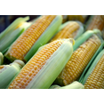 thumbnail image 3 of TomorrowSeeds - Golden Bantam 12-Row Sweet Corn Seeds - 150+ Count - For 2026 Planting Early, 3 of 9