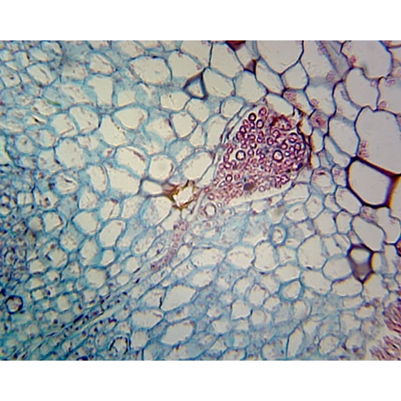 Marchantia Gemmae; Whole-mount by Go Science Crazy