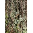 thumbnail image 2 of Paulson, Don 23x32 Gold Ornate Wood Framed with Double Matting Museum Art Print Titled - Washington, Olympics Old growth Douglas fir bark, 2 of 4