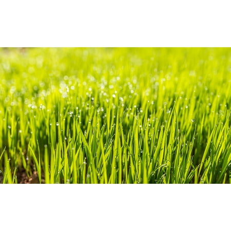 LAMINATED POSTER Grass Lawn Dew Field Hd Wallpaper Green Poster Print 24 x