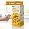 Organic Pearl and Golden Oyster Mushroom Grow Kit Grow Your Own Mushrooms at Home 2 Count