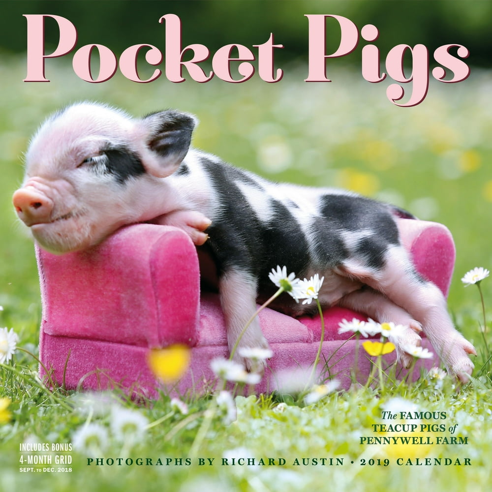 Pocket Pigs Wall Calendar 2019 The Famous Teacup Pigs of Pennywell