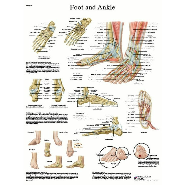 Anatomical chart: foot & ankle, laminated - Walmart.com - Walmart.com