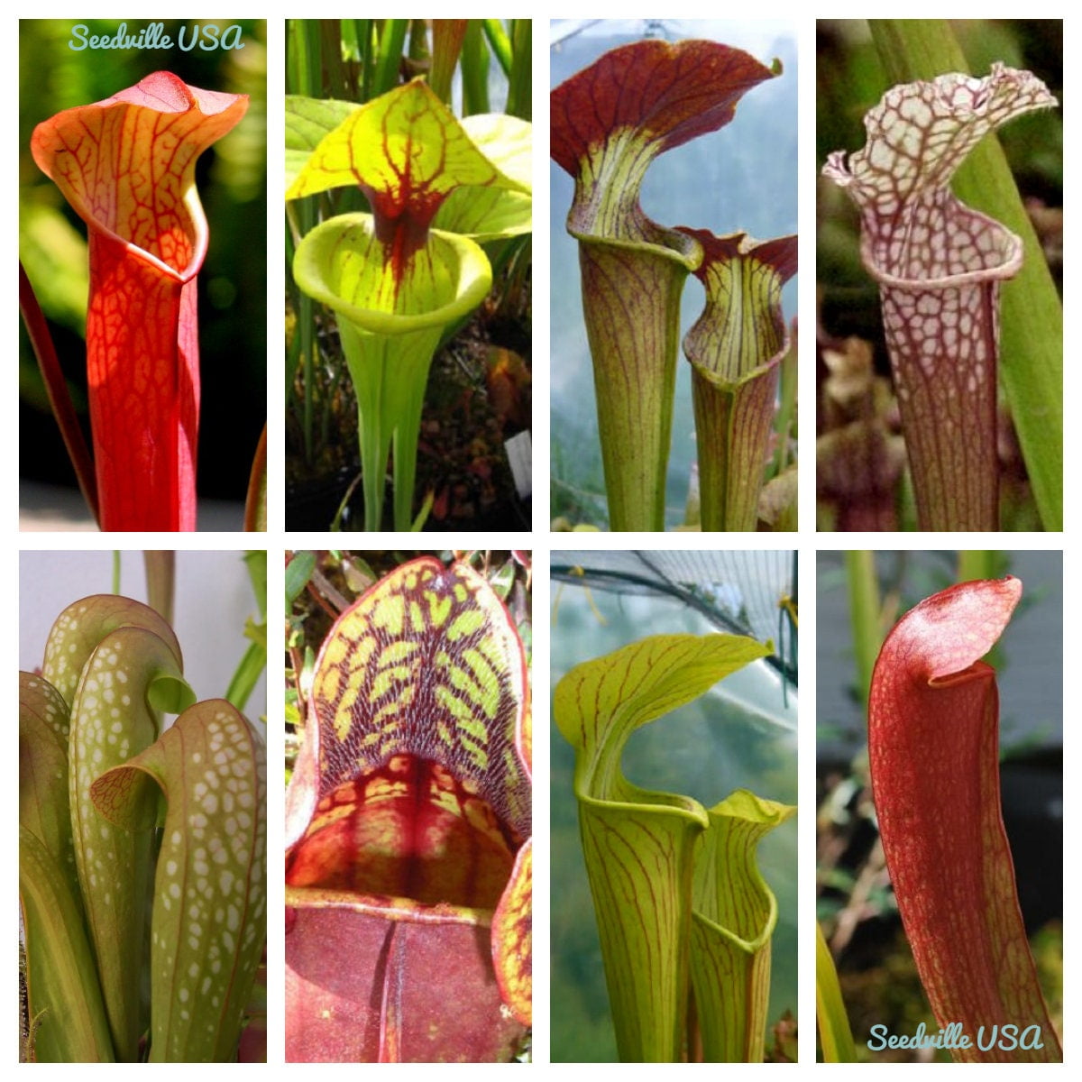 10 MIXED PITCHER PLANT Sarracenia Carnivorous Red Purple Yellow White