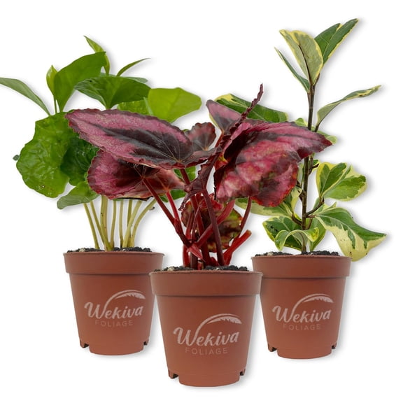 Living Basics Houseplant Collection - 3 Live Starter Plants - Growers Choice - Elegant and Beautiful Easy Care Indoor Foliage Perfect for Home or Office