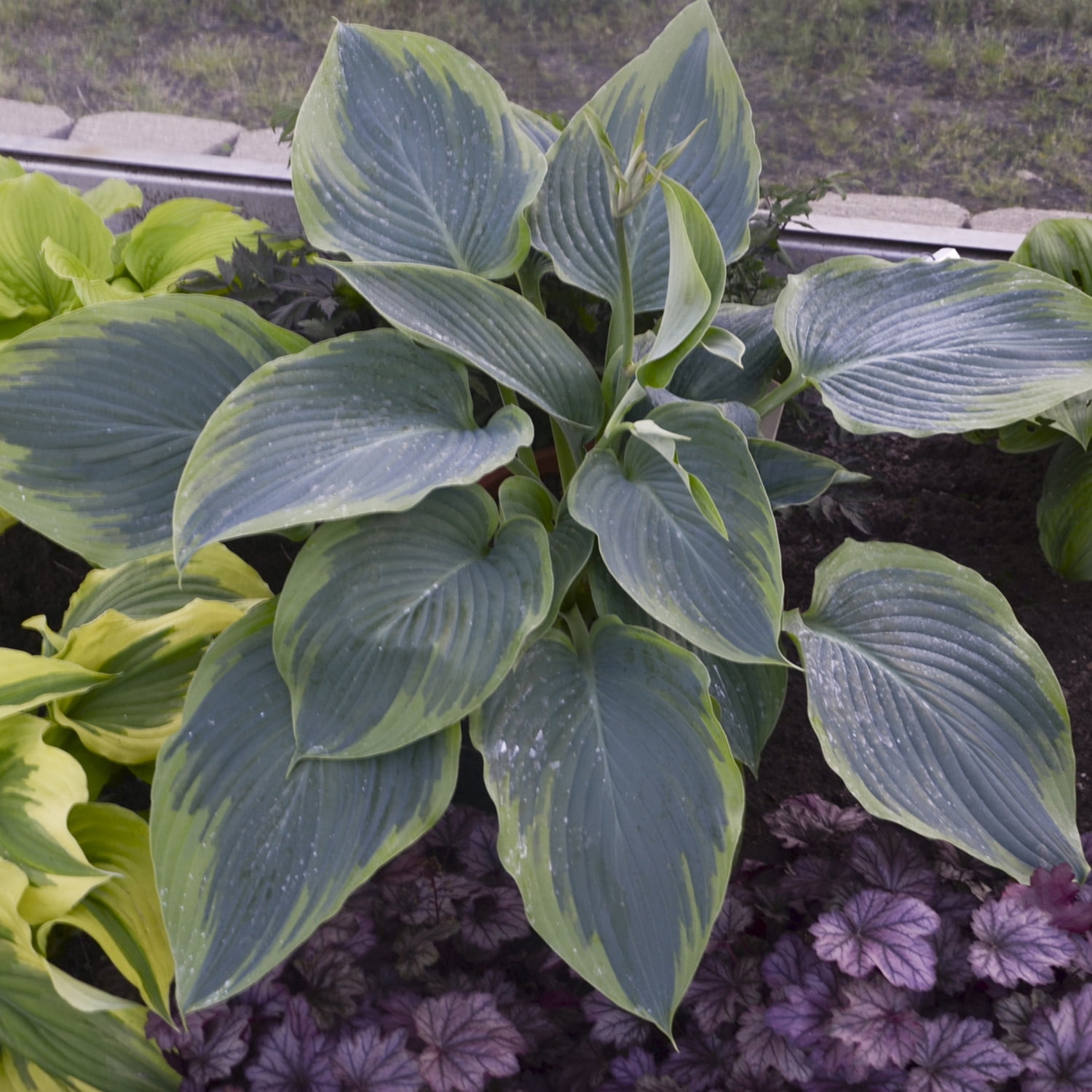 Proven Winners 6" Shadowland 'Wu-La-La' Hosta Live Plant in 6.5" Pot