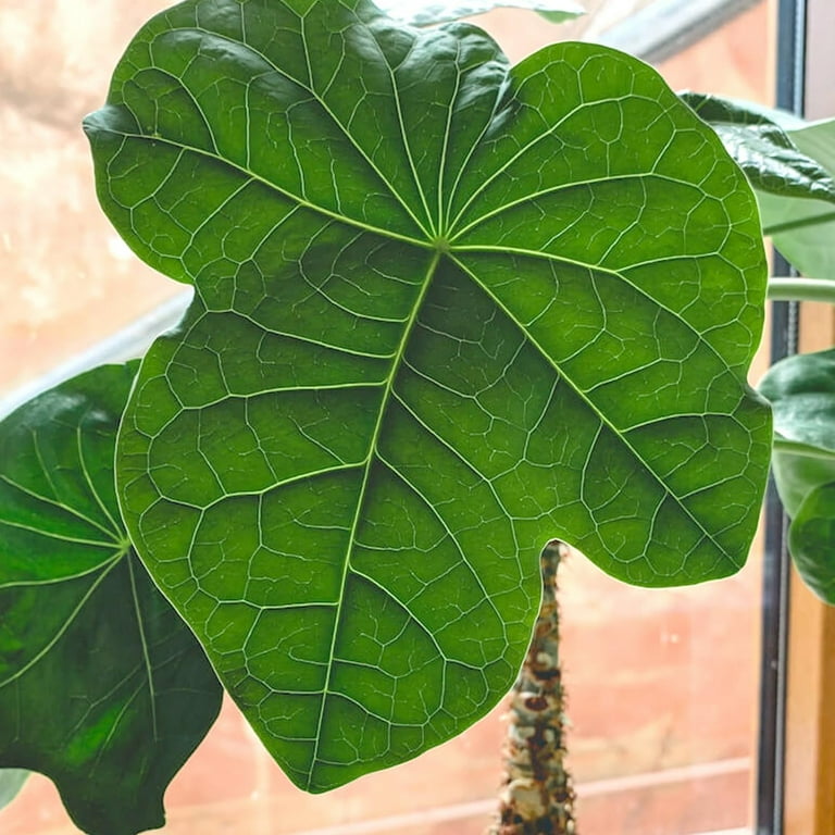 crispy wave plants Asplenium Nidus Houseplant Crispy Wave Fern main image 0