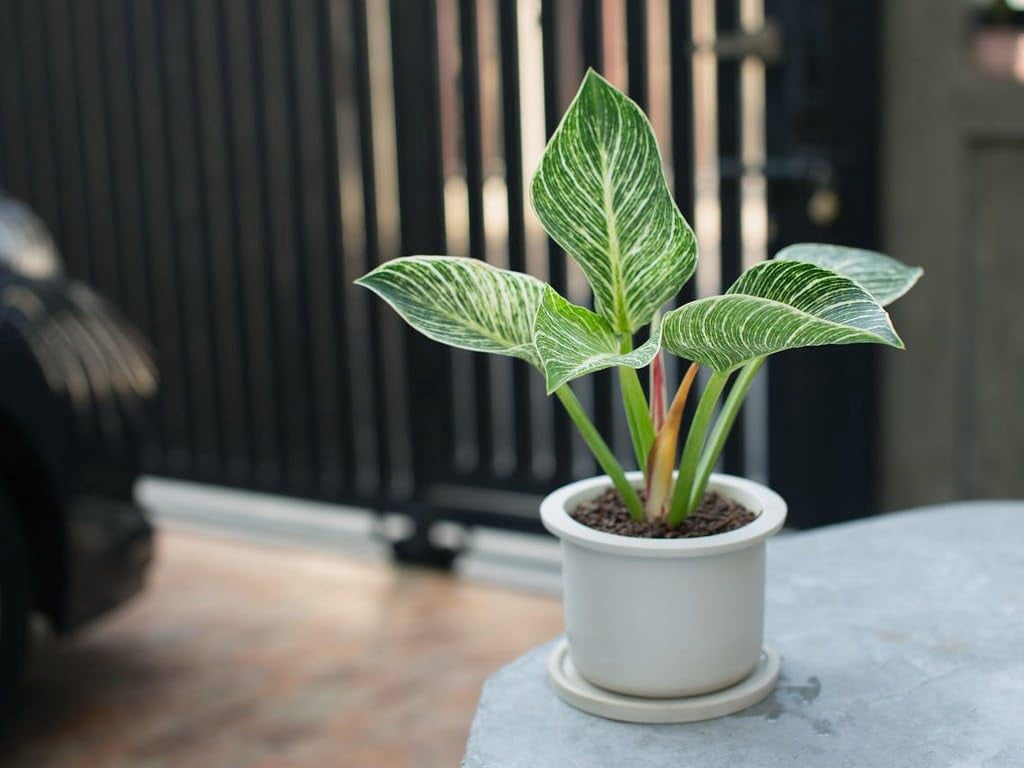 🌿 Gardenera Labs Philodendron Potting Mix - Unleash the Full Potential of Your Indoor Oasis - 20 QUARTS